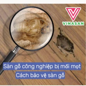 hinh anh minh hoa san go bị moi mot