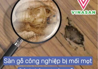 hinh anh minh hoa san go bị moi mot